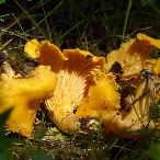 Chanterelles