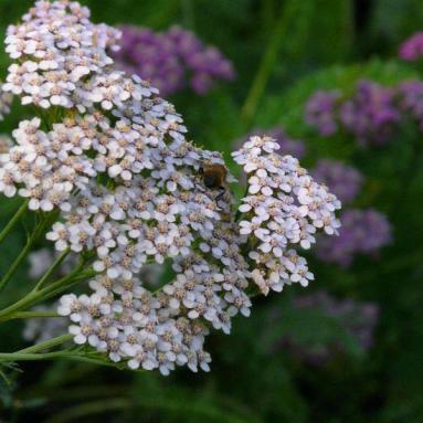 Achillée millefeuille