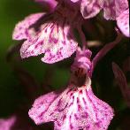 Orchis tacheté