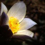 Pulsatille du printemps