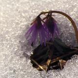 Soldanelle des Alpes