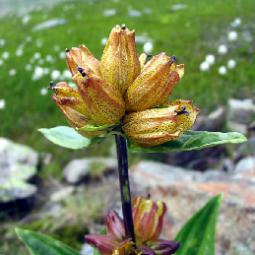 Gentiane ponctuée