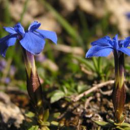 Gentianes printanières