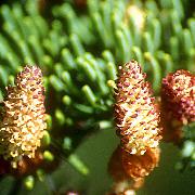 Cônes mâles d'épicéa