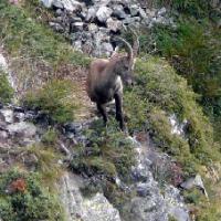 Bouquetin