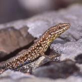 Lezard